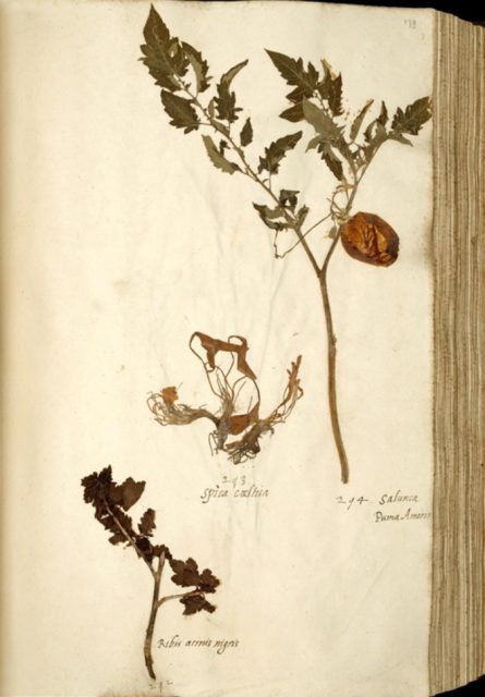 Solanum lycopersicum var. lycopersicum. Sheet from the oldest tomato collection of Europe, 1542–1544. Naturalis Leiden.