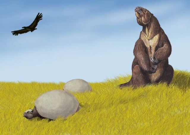 Pleistocene of South America: Restoration of Glyptodon in South American environment, alongside Megatherium and Argentavis. Photo by DiBgd CC BY-SA 3.0