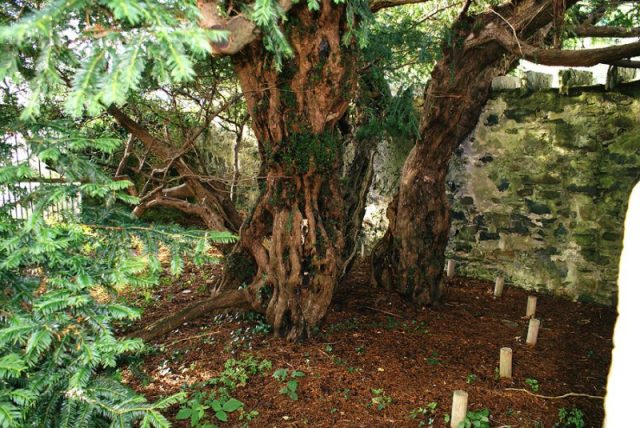 One trunk of the Fortingall yew. Photo by Mogens Engelund CC BY-SA 3.0