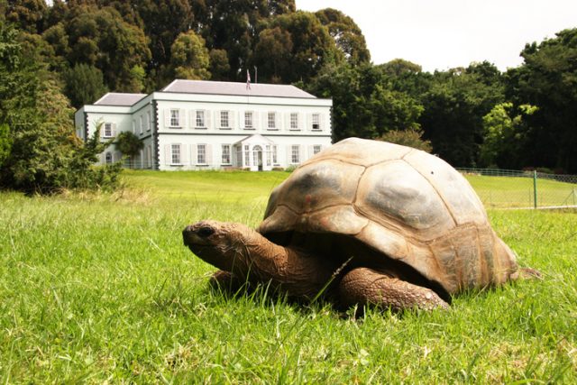 Giant tortoise Jonathan  at Plantation House, St Helena Island