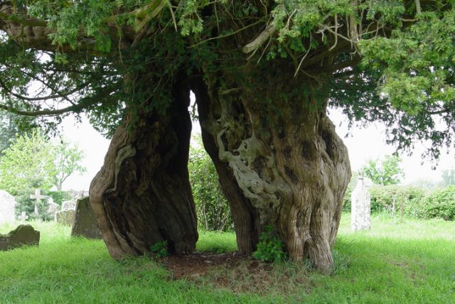 Ancient Yew tree in a churchyard