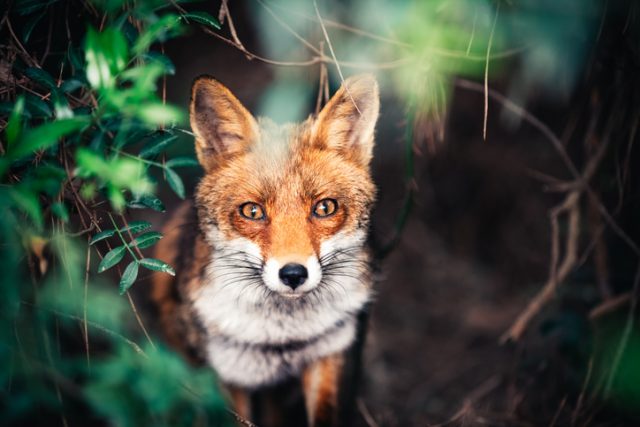 Portrait of curious red fox hiding in the bush.