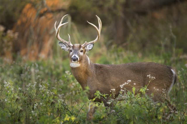 A large whitetail deer buck stands in the forest in the soft morning light