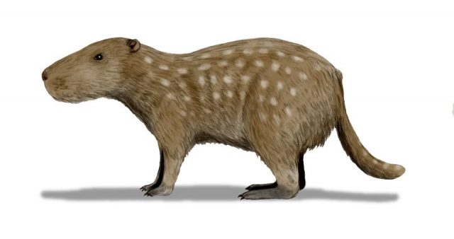Josephoartigasia monesi, a rodent from the Pliocene of Uruguay, pencil drawing, digital coloring. Photo by Nobu Tamura – Own work CC BY 3.0