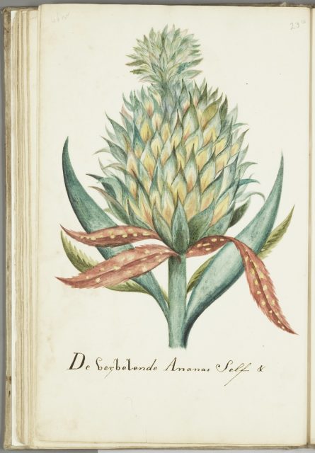 ‘De verbelende ananas self’, brush drawing by Cornelis Markée, circa 1763