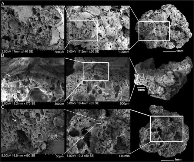 Scanning electron microscope images of bread-like remains from Shubayqa 1 Photo by Amaia Arranz Otaegui