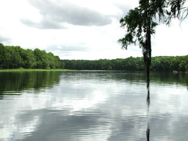 More tracks were found along the shore of Suwannee River, 40 miles (60 kilometers) from the ocean.