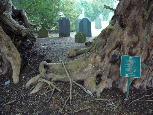 The split trunk section of the Llangernyw Yew. Photo by Emgaol CC BY-SA 3.0