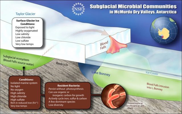 A schematic cross-section of Blood Falls showing how subglacial microbial communities have survived in cold, darkness, and absence of oxygen for a million years in brine water below Taylor Glacier