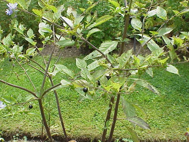 Atropa belladonna. Photo by Kurt Stüber CC BY-SA 3.0