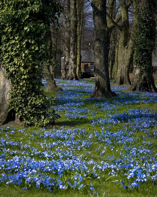 Blue flower carpet (Scilla spec.), Alnwick Gardens, UK. Photo by Matthew Hunt CC BY 2.0