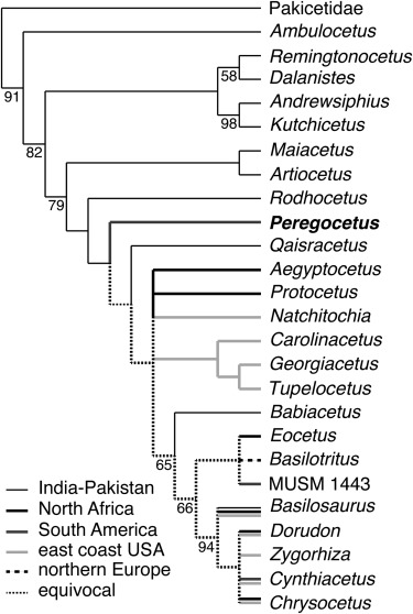 Hylogenetic relationships of Peregocetus pacificus