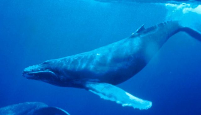 A humpback whale (Megaptera novaeangliae), a member of infraorder Cetacea of the order Cetartiodactyla