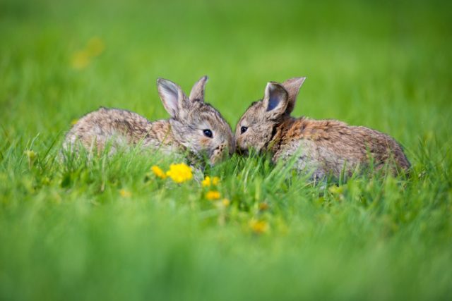 The European rabbit (the most common rabbit species and ancestor of the domestic rabbit) is native to southwest Europe and northwest Africa. Today they are found on every continent except Antarctica.