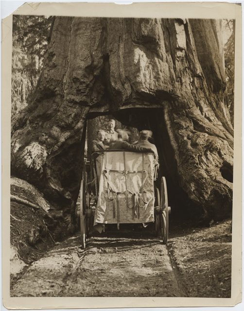 Roosevelt driving through a sequoia tree tunnel