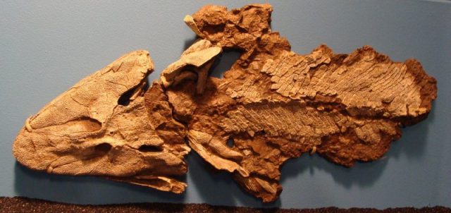Tiktaalik in the Field Museum, Chicago. Photo by Eduard Solà CC BY-SA 3.0