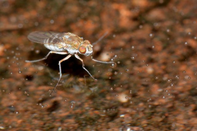 water fly