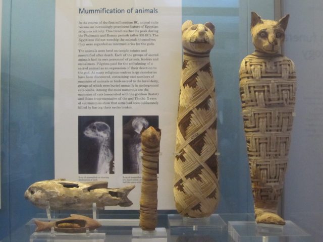 Cat mummy