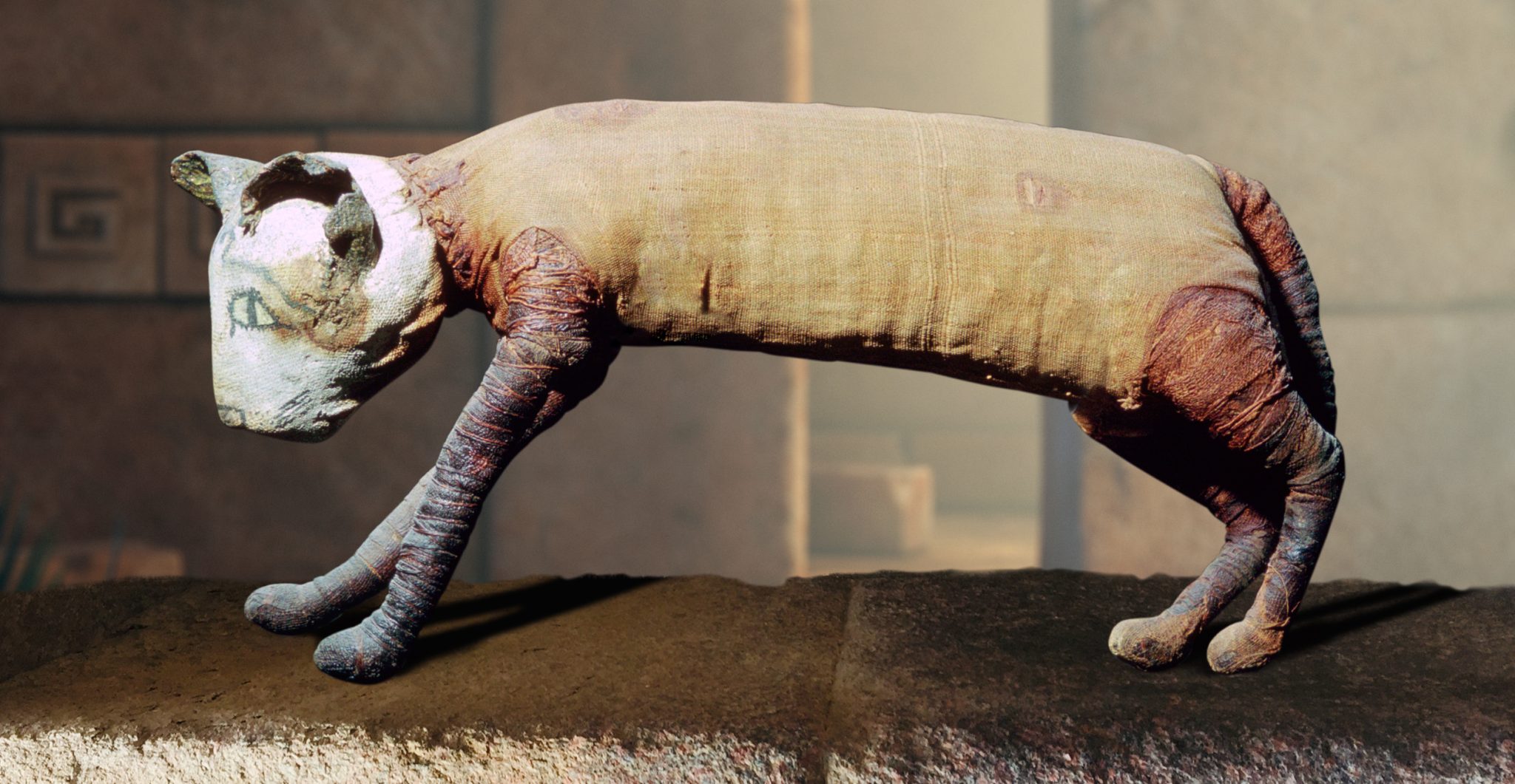 Bizarre Ancient Egyptian Cat Mummy Contains 5 Legs and 3 Tails