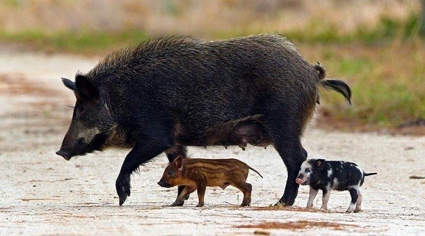 Feral hogs