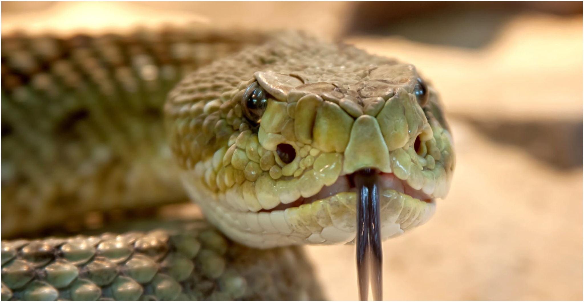 Fossil Reveals that Snakes used to Walk on Hind Limbs The Vintage News