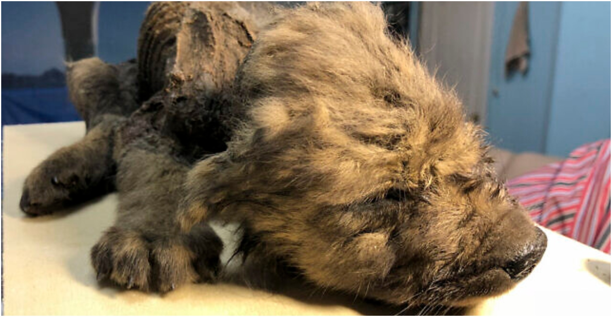 Discovered 18,000yrold Puppy Perfectly Preserved in the Snow The