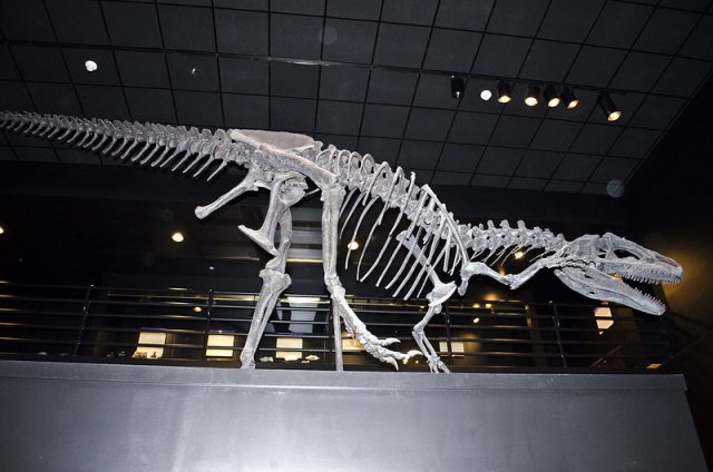Big Al dinosaur skeleton