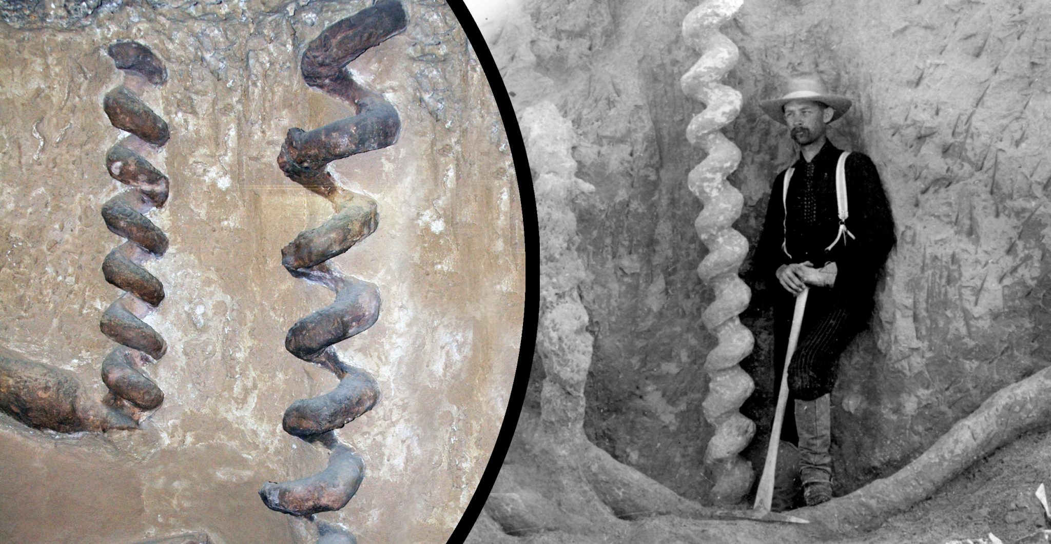 Mystery of Devil's Corkscrew Solving America's Baffling Fossil