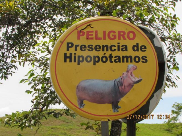 Pablo Escobar hippos
