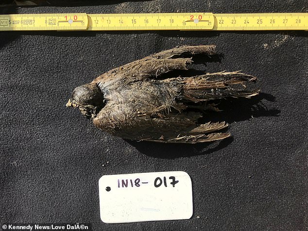 46,000 year old bird