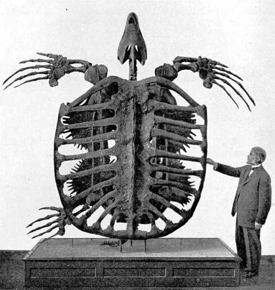 Giant turtle skeleton