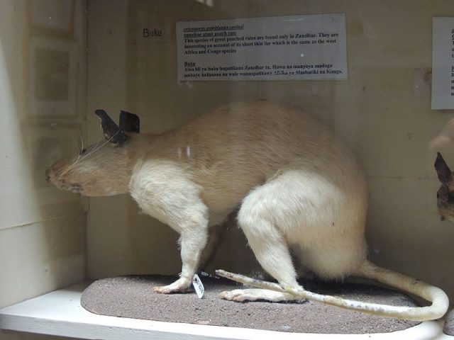 Giant rat