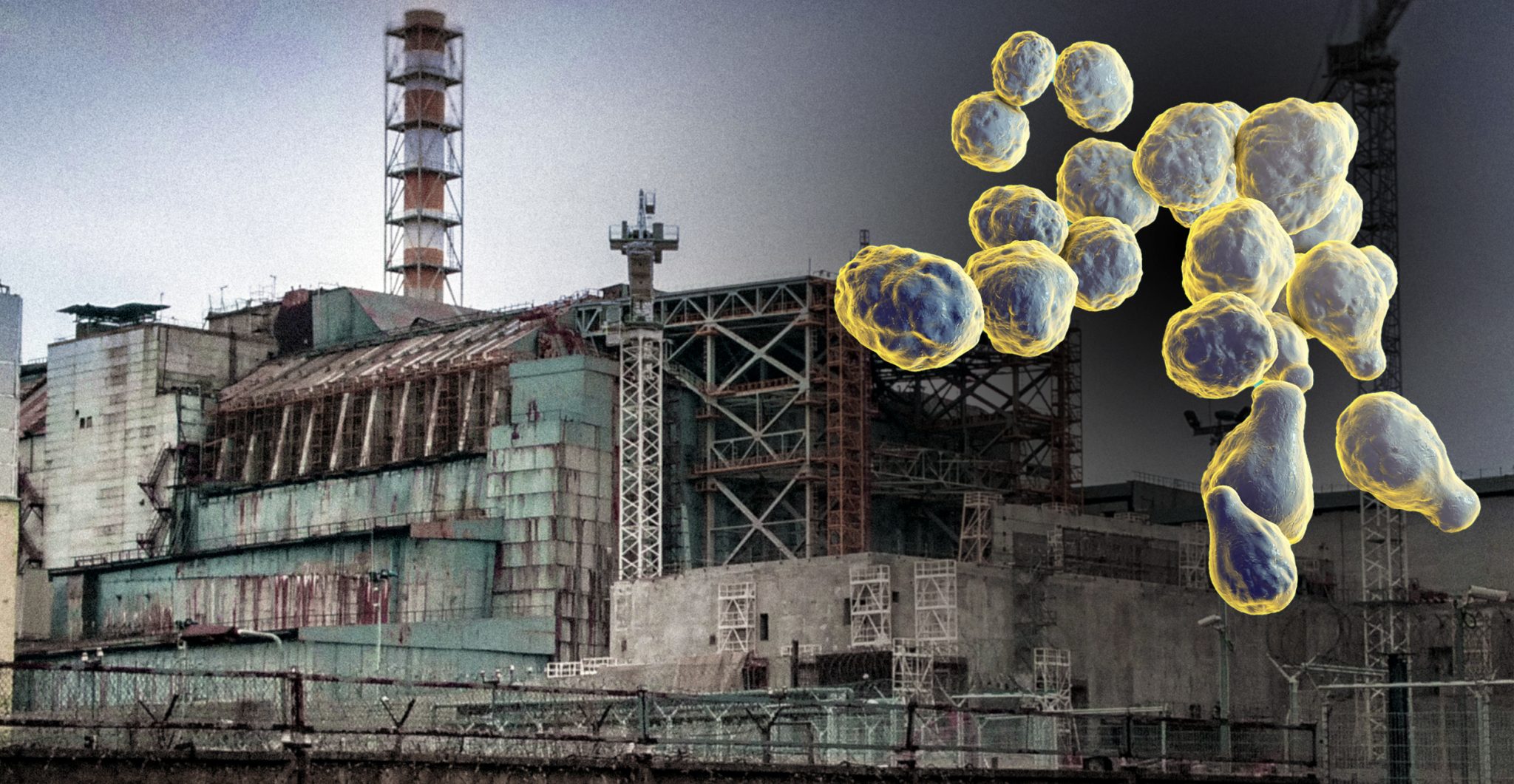 Fungus Found Growing at Chernobyl that Actually EATS Radiation