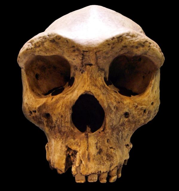 Ancient human skull