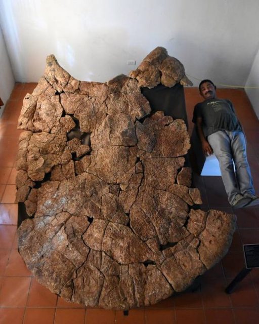 Giant turtle shell