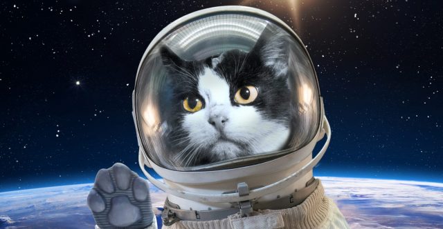 Campaign to Remember First and Only Cat in Space Succeeds ...