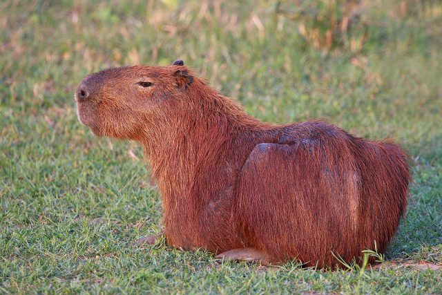 capybara