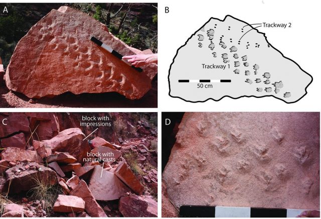  Grand Canyon find. Credit: S. M. Rowland et al., 2020