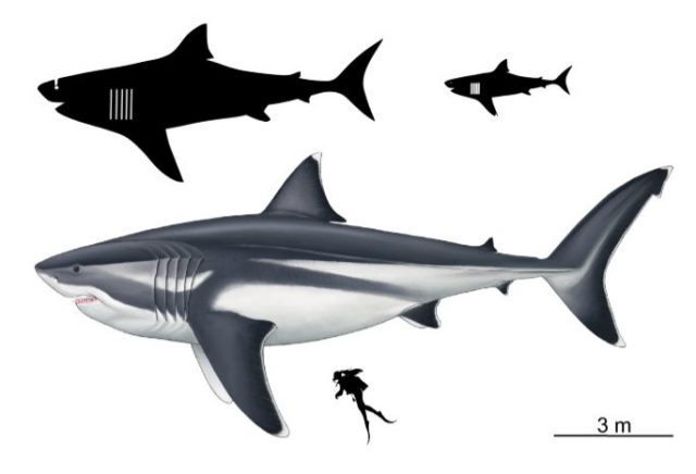 Proportions of megalodon at lengths of 3 m (9.8 ft), 8 m (26 ft), and 16 m (52 ft), extrapolated from extant relatives, with a 1.65 m (5 ft 5 in) diver. Oliver E. Demuth – CC BY-SA 4.0