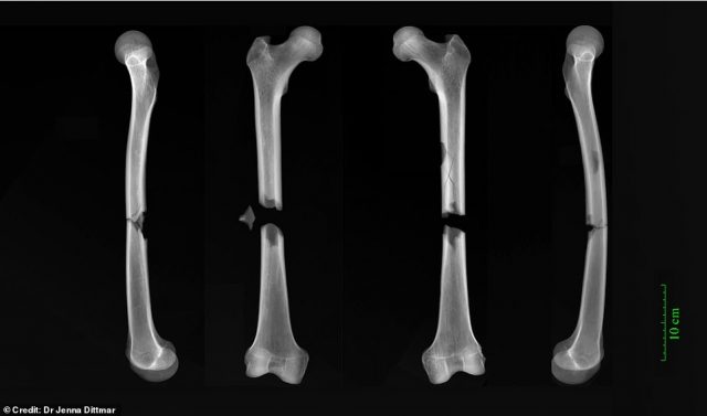 The worst fractures reported in the study were seen on a friar who had both his femurs. Credit: University of Cambridge