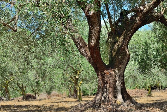 Olive trees grove in kalamata, messinia, greece