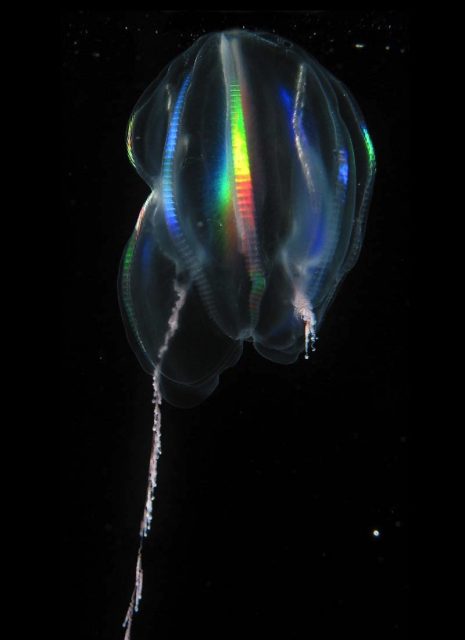 Light diffracting along the comb rows of a comb jelly.