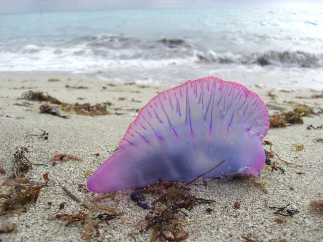 A bright Portuguese man o’ war washed up on the shore. Image credit: Scott Sonnenberg CC BY-SA 3.0