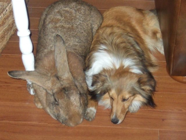 A sandy Flemish Giant male napping beside a sable-and-white Shetland Sheepdog, shows the size this breed can reach. Image by Stamatisclan CC BY-SA 3.0