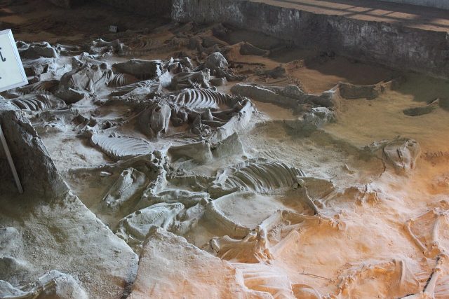 These horses were buried in the Guo State Tombs during the Spring and Autumn Period.