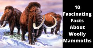 Painting of three woolly mammoths beside a bloc of text reading "10 Fascinating Facts About Woolly Mammoths"