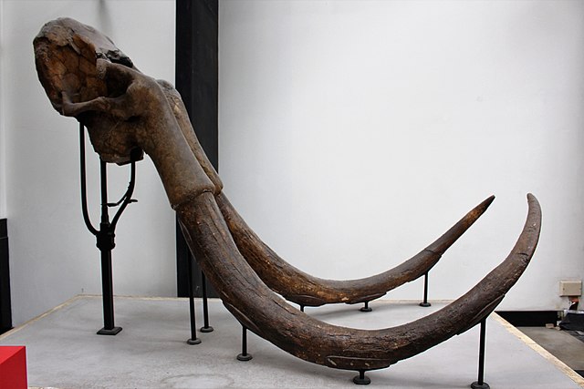 Woolly mammoth tusks on display at the Natural History Museum in London, UK