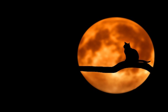 Black cat standing in front of the moon at night
