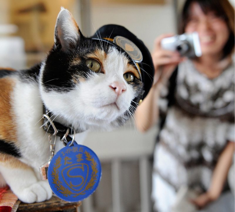 Stationmaster Tama with a fan taking a picture of her in the background.