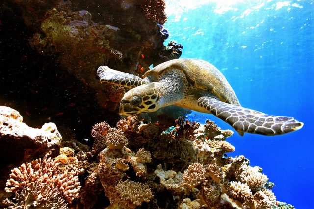 A sea turtle swims among coral reef near Egypt, 2005.
